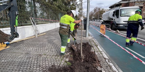 El Gobierno de Sanz revitaliza la Avenida de la Borbolla con cerca de 40 nuevos árboles tras una década sin plantaciones