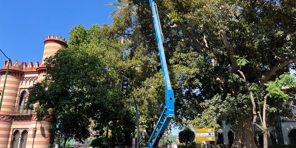 El Gobierno municipal realiza labores de conservación en el ficus del Costurero de la Reina