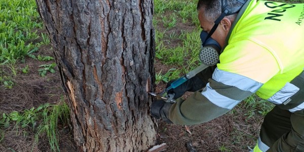 El Gobierno municipal refuerza el control de la procesionaria del pino con el tratamiento de más de 2500 pinos para proteger las zonas verdes y la salud ciudadana