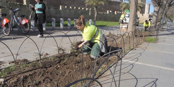 El Gobierno municipal revitaliza y protege los parterres de la Muralla de la Macarena con una inversión de 71 000 euros