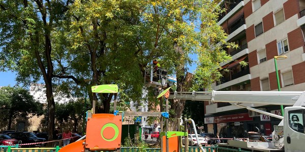 El programa de revisiones de verano inspecciona más de 14 000 árboles en Sevilla y actúa de forma preventiva en 906 ejemplares