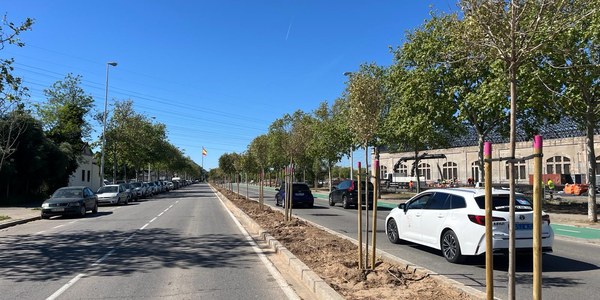 Avanza el reajardinamiento de la mediana de San Jerónimo con la plantación de 81 árboles