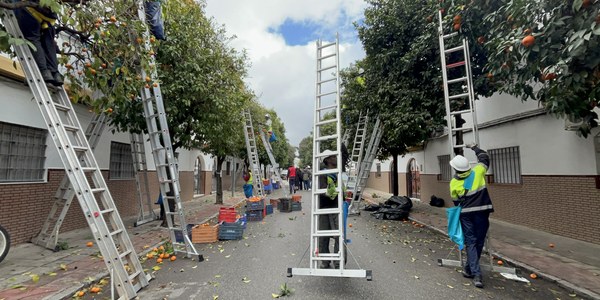 El Ayuntamiento alcanza el 57 % de la campaña de recogida de naranja amarga, condicionada por casi tres semanas consecutivas de lluvias