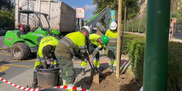 El Ayuntamiento impulsa 343 nuevas plantaciones en Bellavista-La Palmera dentro del plan municipal de 6511 árboles