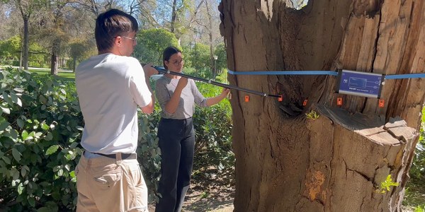 El Ayuntamiento realiza 13 revisiones internas del arbolado mediante tomografía sónica en lo que va de 2026
