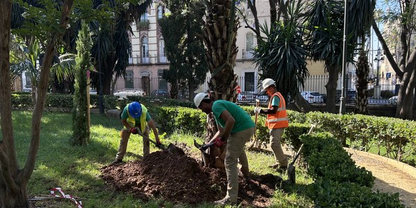 El Ayuntamiento refuerza el arbolado de los Jardines de la Caridad con 17 nuevos ejemplares