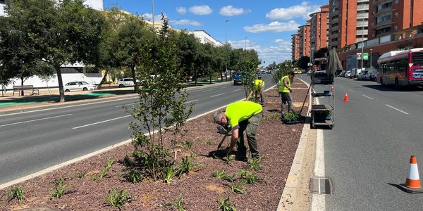 El Gobierno de Sanz avanza en la renovación paisajística de la avenida de Jerez tras realizar nuevas plantaciones en la mediana