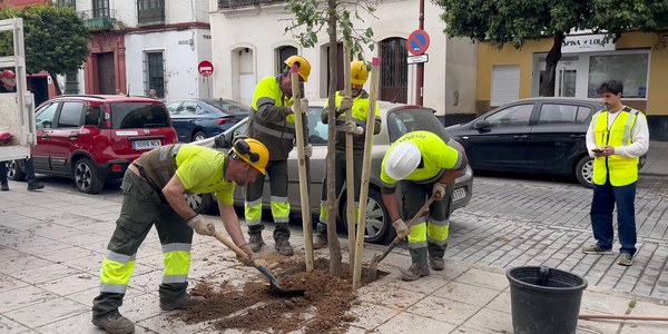 El Gobierno de Sanz impulsa la plantación de más de 700 nuevos árboles y palmeras en Triana