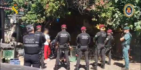 Policía Local y Guardia Civil desmantelan conjuntamente dos criaderos ilegales de “gallos de pelea” en Sevilla