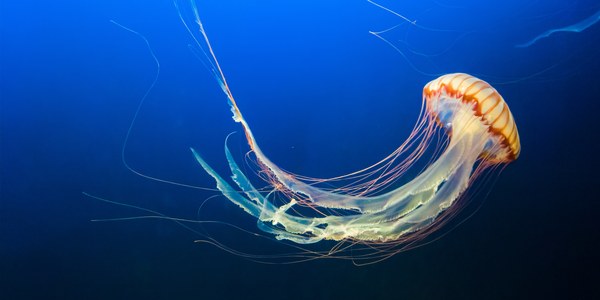 ACUARIO - Medusas. El latido del mar