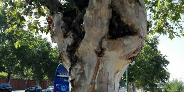 (04/07/2017) El Ayuntamiento realiza un plan de emergencia sobre el arbolado del Paseo de las Delicias tras constatar el grave riesgo para la población que suponen 13 ejemplares en estado “decrépito”