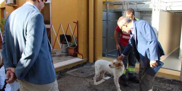 Campaña para impulsar las adopciones de perros y gatos del Zoosanitario