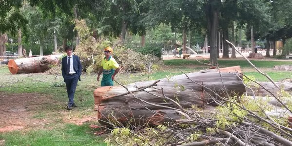 El Ayuntamiento avanza en el plan especial de saneamiento del arbolado del Parque de María Luisa con actuaciones de poda y mantenimiento en los ejemplares que presentan mayor riesgo