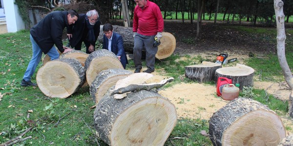El Ayuntamiento ejecuta con recursos propios de Parques y Jardines un plan especial y urgente de refuerzo de los trabajos de apeo, poda y limpieza por el temporal en el Parque de María Luisa para que pueda reabrir lo antes posible