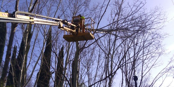 El Ayuntamiento ha realizado en el último mes planes de choque en Parque de María Luisa y Jardines del Guadalquivir e inicia esta semana los trabajos en el Jardín Americano que permanece cerrado por cuestiones de seguridad