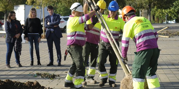 El Ayuntamiento planta 21 almeces en Tres Barrios dentro de la campaña de plantación de 5.100 árboles y 4.500 arbustos