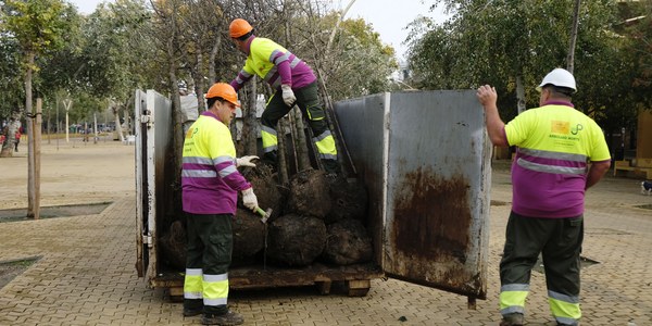 El Ayuntamiento planta 24 árboles en la Alameda de Hércules dentro de la campaña de 5.100 nuevos ejemplares y 4.500 arbustos para Sevilla