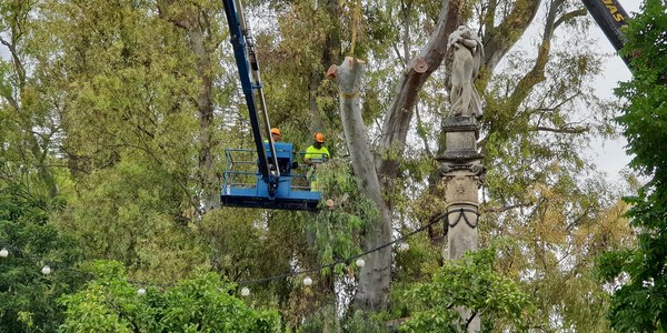 El Ayuntamiento pone en marcha el plan especial de saneamiento del arbolado del Parque de María Luisa con una inversión de 720.000 euros