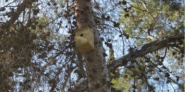 El Ayuntamiento pone en marcha un sistema de control biológico de roedores con cajas nido para acrecentar la población de rapaces nocturnas