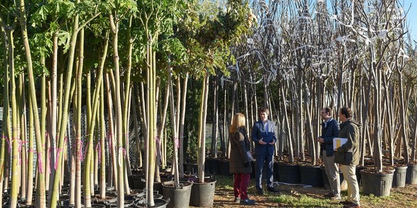 El Ayuntamiento recibe  un nuevo suministro de 2.200 árboles en los viveros municipales para la actual campaña de plantaciones