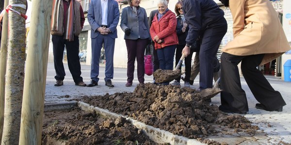El Ayuntamiento repone con fresnos los alcorques de la Avenida de Cádiz con los que se inicia la campaña de plantación para el Distrito Nervión con un total de 249 árboles y 22 arbustos