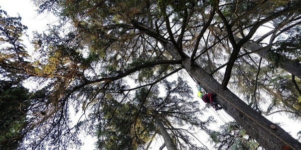 El Real Alcázar acomete trabajos especializados de podas en sus árboles más longevos y de mayor porte para conservar la riqueza natural de sus jardines con 183.500 euros de presupuesto