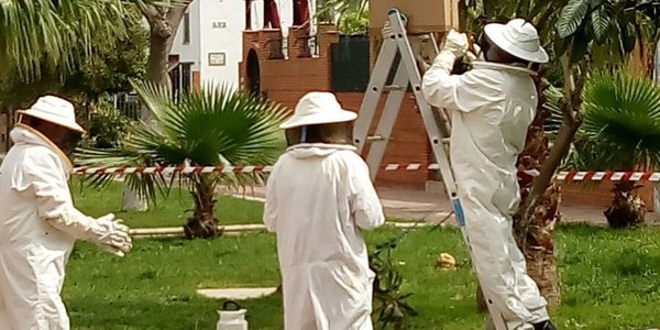 El Zoosanitario Municipal pone  un marcha un plan especial con recursos propios para reforzar  los trabajos de control de  avispas y abejas en la ciudad