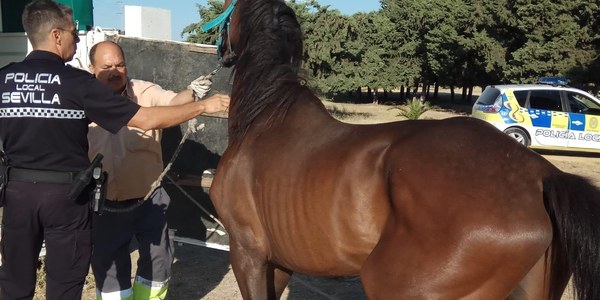 El Zoosanitario y la Policía local  rescatan a un caballo desnutrido  y sin agua e inician trámites para denunciar al propietario por presunto maltrato animal