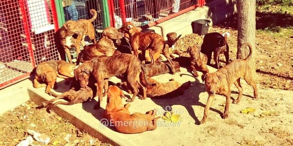 La Policía Local investiga y busca al autor del abandono de 18 perros de razas potencialmente peligrosas en el interior de un parque infantil