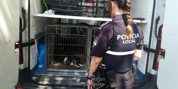 La Policía Local y el Zoosanitario intervienen 5 perros en una vivienda tras quejas vecinales por sus condiciones higiénico-sanitarias y pasarán al programa de adopción