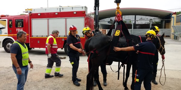 Los Bomberos y el Zoosanitario ponen en marcha un programa de inversión y formación para mejorar e incrementar la seguridad en los servicios de rescate de animales pesados