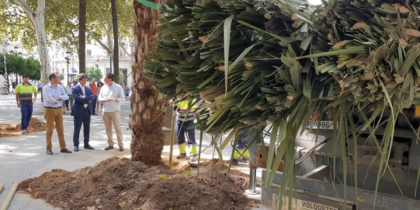 Plantación de palmeras en la Plaza Nueva