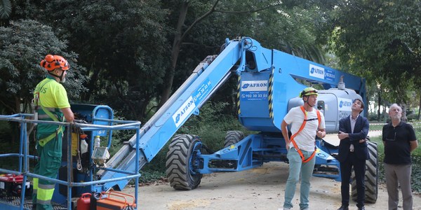 Plan de protección del nóctulo gigante durante las tareas de conservación de la arboleda del Parque de María Luisa