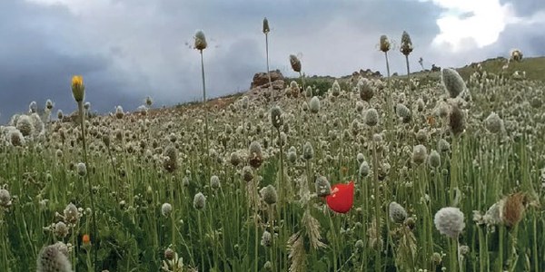 PRESENTACIÓN DEL LIBRO "VOY SOÑANDO - DIÁLOGOS DE LA TARDE"