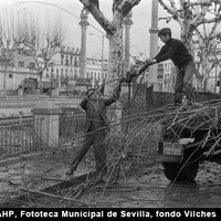 Poda de la arboleda de la Alameda. 1965-1967 ©ICAS-SAHP, Fototeca Municipal de Sevilla, fondo Vilches