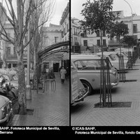 En diciembre de 1970 se retiraron los álamos que hasta entonces adornaban la plaza para sembrar los naranjos que hoy contemplamos. Se aseguraba así una sombra permanente y el poder contemplar mejor las fachadas de las iglesias  del hospital Nuestra Señora de la Paz y del Salvador.  ©ICAS-SAHP, Fototeca Municipal de Sevilla, fondo Serrano.  ©ICAS-SAHP, Fototeca Municipal de Sevilla, fondo Gelán