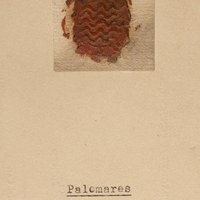 Palomares. 1447. ICAS-SAHP, Archivo Municipal de Sevilla, C.S. n.º 65