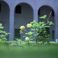 20 DETALLE DEL JARDINE DEL PALACIO