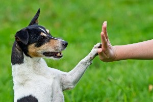 Adiestramiento canino